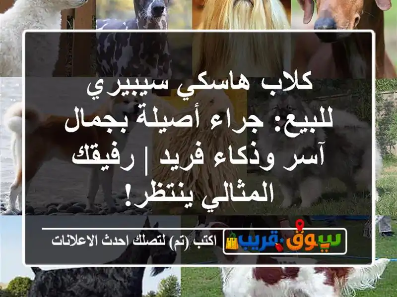 كلاب هاسكي سيبيري للبيع: جراء أصيلة بجمال آسر...