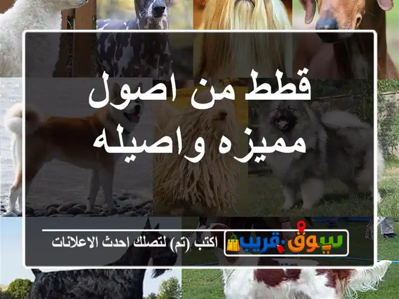 قطط من اصول مميزه واصيله