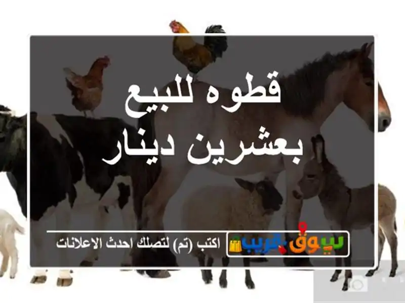 قطوه للبيع بعشرين دينار