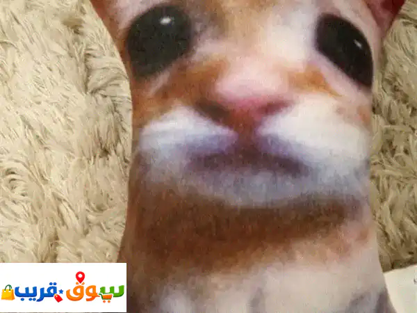 El Gato cat awesome condition