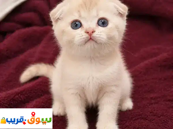 قطط سكوتش فولد Scottish fold