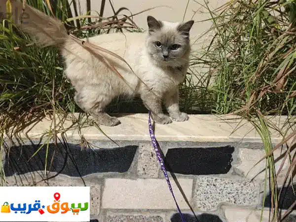 قطط للبيع: ذكر وأنثى رائعتان - رفقاء مثاليون لمنزلك!
