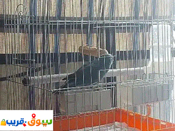 ✨ كاكاريكي أليف للبيع: سنة، مدرب ويطلع على اليد!...