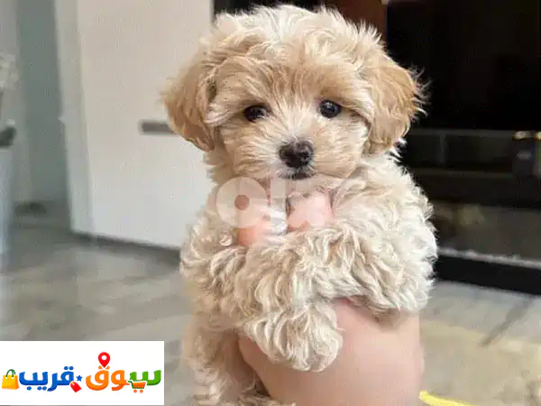 maltipoo