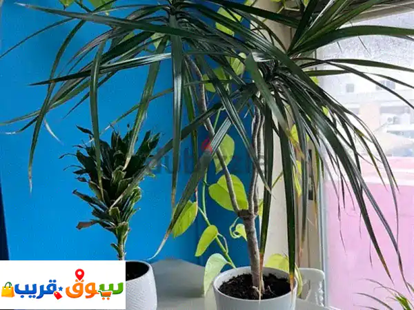 Indoor plants