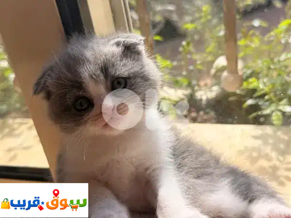 قطة سكوتش فولد أنثى للبيع | عمر شهرين، مرحة وودودة