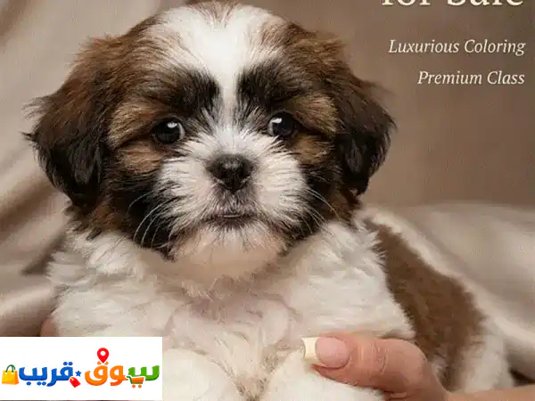 ✨ اقتنِ الآن! جرو شيتزو لعوب وجميل - 8 أسابيع جاهز...