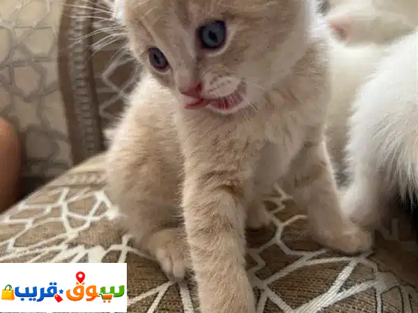 baby kitten