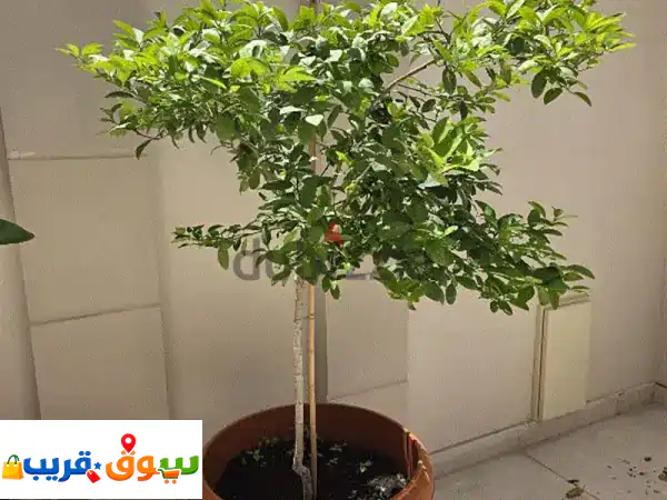 شجرة ليمون بوعاء كبير فاخر | أضف لمسة انتعاش...