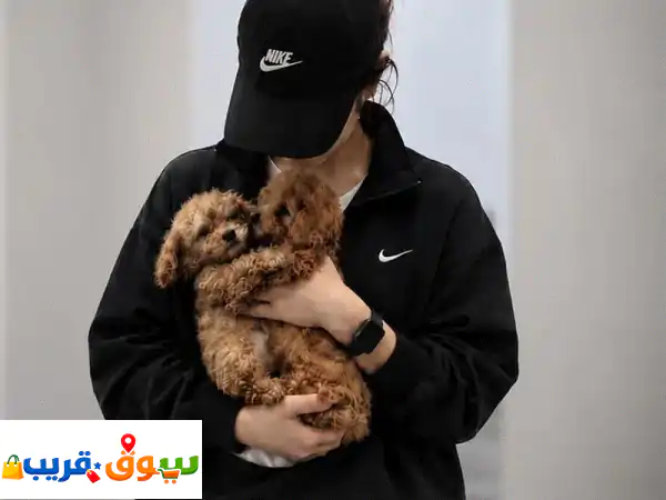 توی بودلu002 FpoodleToypoodle
