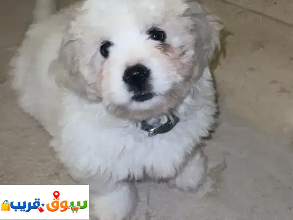 جرو مالتيز أصيل للبيع (3 شهور): مطعّم ومدرب على الحمام...
