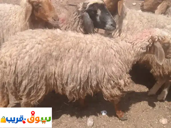بيع حلال. . . الزرقاء