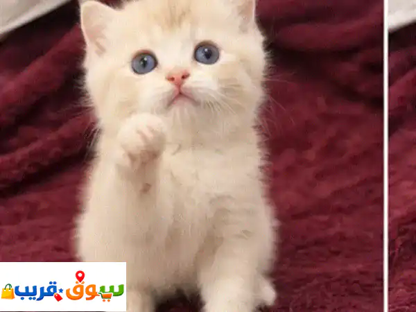 قطط سكوتش فولد Scottish fold