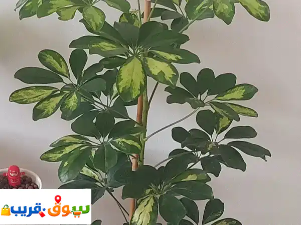 نبات داخلي شيفليرا مبرقشة طويلة بـ 4 د.ك. | جمال...