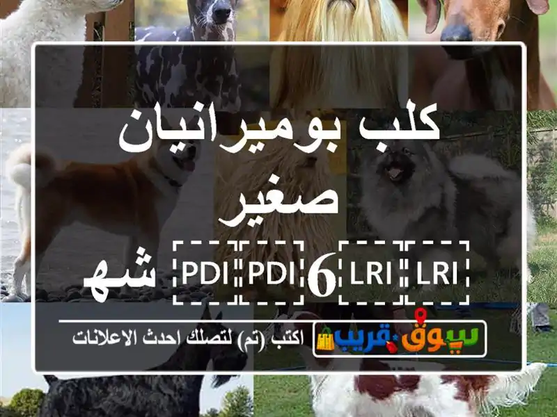كلب بوميرانيان صغير ⁦⁦6⁩⁩ شهور