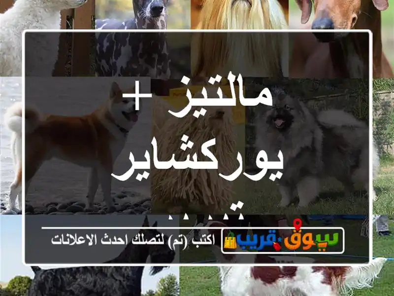مالتيز + يوركشاير تيرير