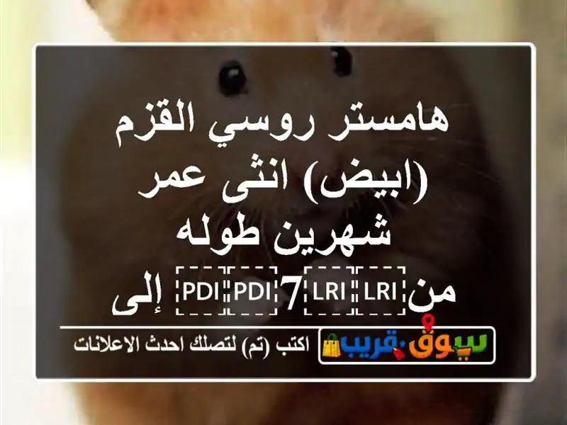 هامستر روسي القزم (ابيض) انثى عمر شهرين طوله...