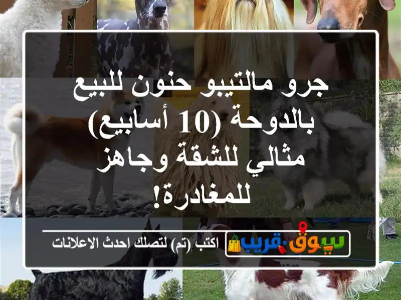 جرو مالتيبو حنون للبيع بالدوحة (10 أسابيع) - مثالي...