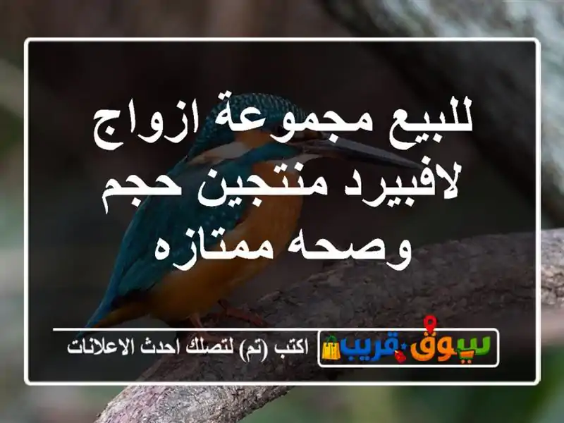 للبيع مجموعة ازواج لافبيرد منتجين حجم وصحه ممتازه