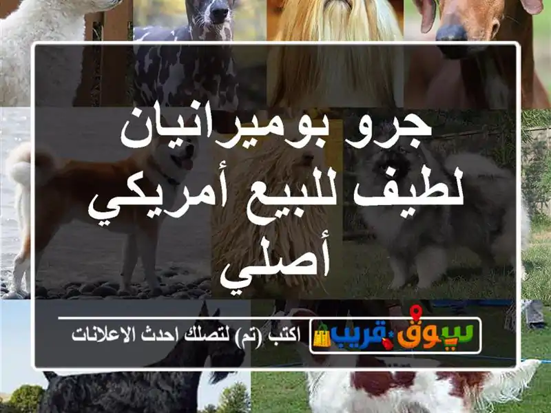 جرو بوميرانيان لطيف للبيع  أمريكي أصلي