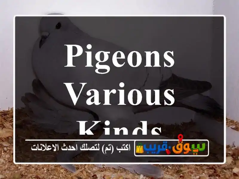Pigeons various kinds