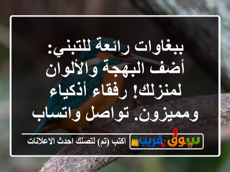 ببغاوات رائعة للتبني: أضف البهجة والألوان...