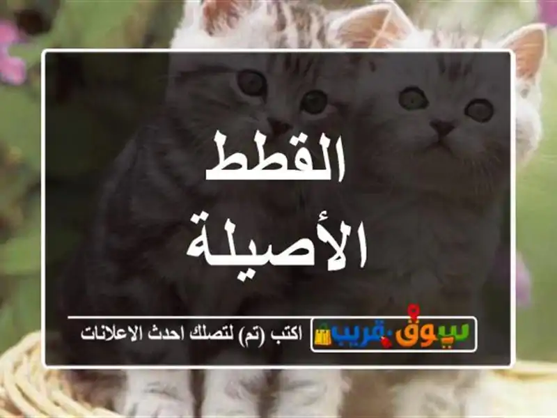 القطط الأصيلة