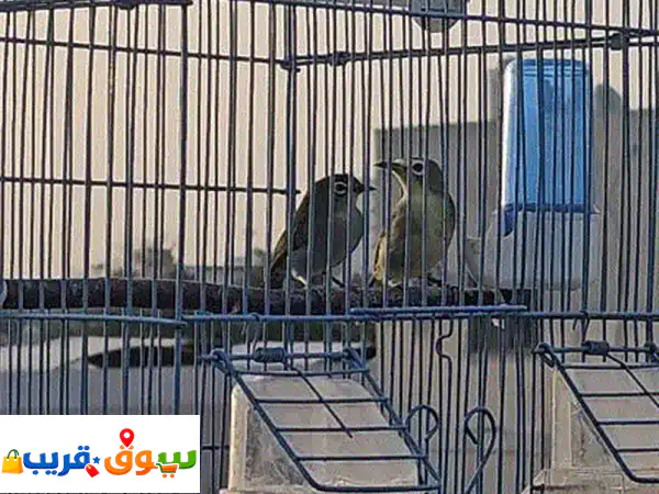 زوج عندليب ياباني أبيض الجفن
