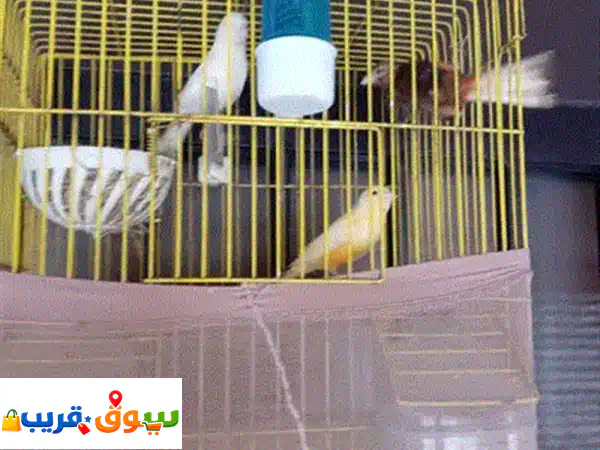 طيور ملونة ساحرة للبيع (ذكور وإناث) | أضف البهجة لمنزلك | حيوانات أليفة