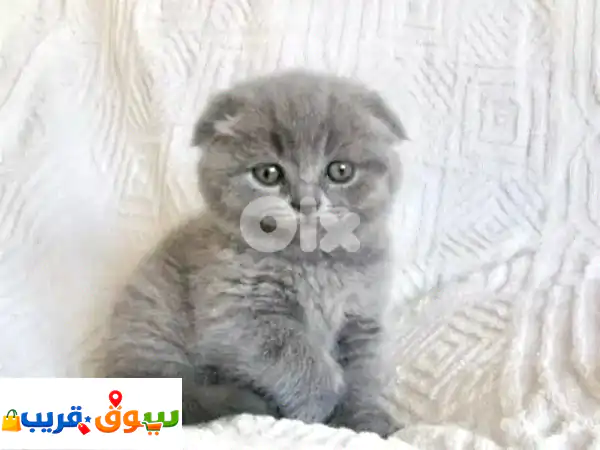 Scottish Fold cute kitten small delivery available