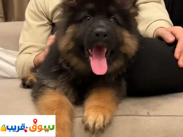 جرو جيرمن شيبرد بيور للبيع في الإمارات - أصيل...