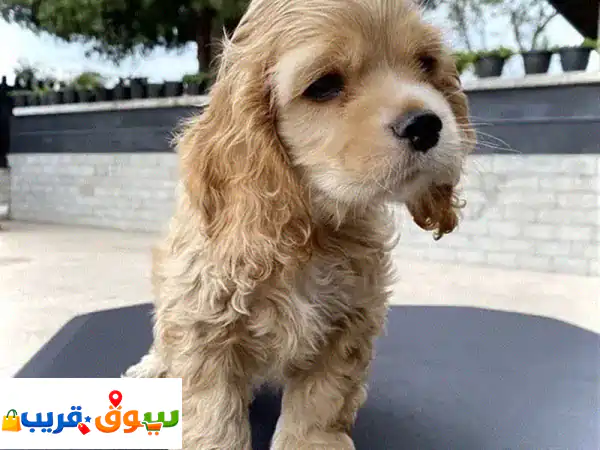 Charming Cocker Spaniel puppy available imported