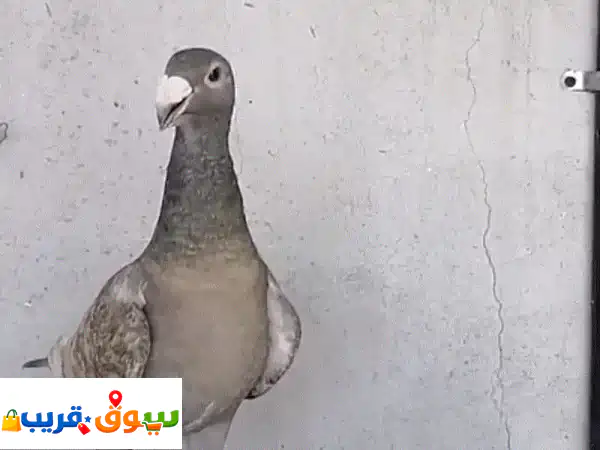 فرصة استثنائية: انثى هومر سباق (2.5 سنة) - مستوى...