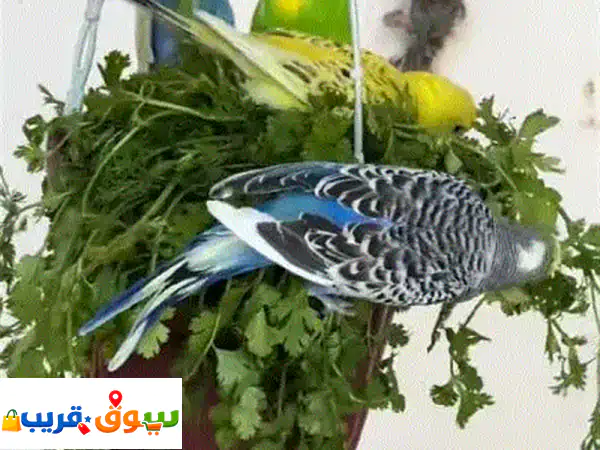 طيور ملونة ساحرة للبيع (ذكور وإناث) | أضف البهجة...