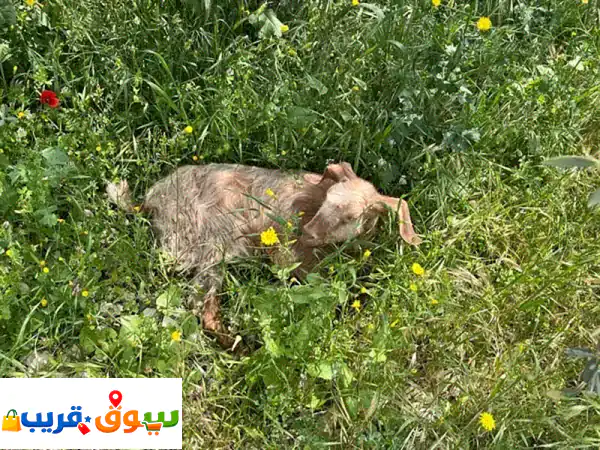 معزة بلدي