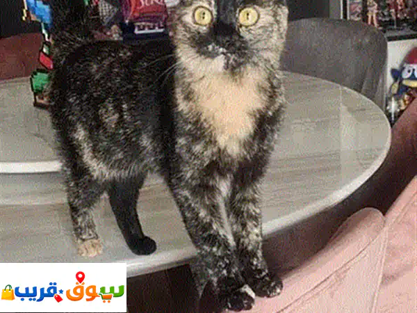 تبنى قطة سلحفائية فريدة: جمال ساحر وعيون صفراء...