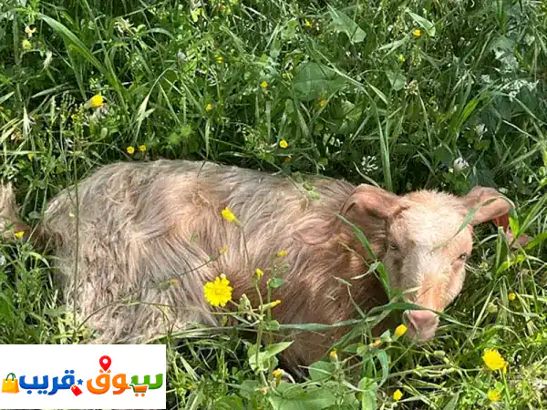 معزة بلدي