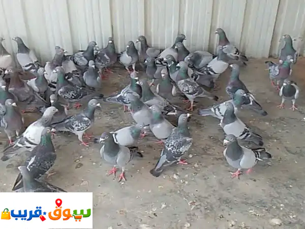 للبيع حمام عدد 30 زاجل وشذاري طبات بصحة جيدة جملة...