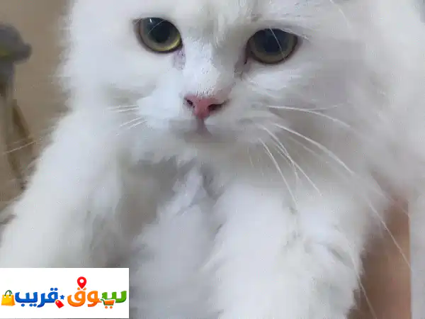 FOR REHOME TURKISH ANGORA