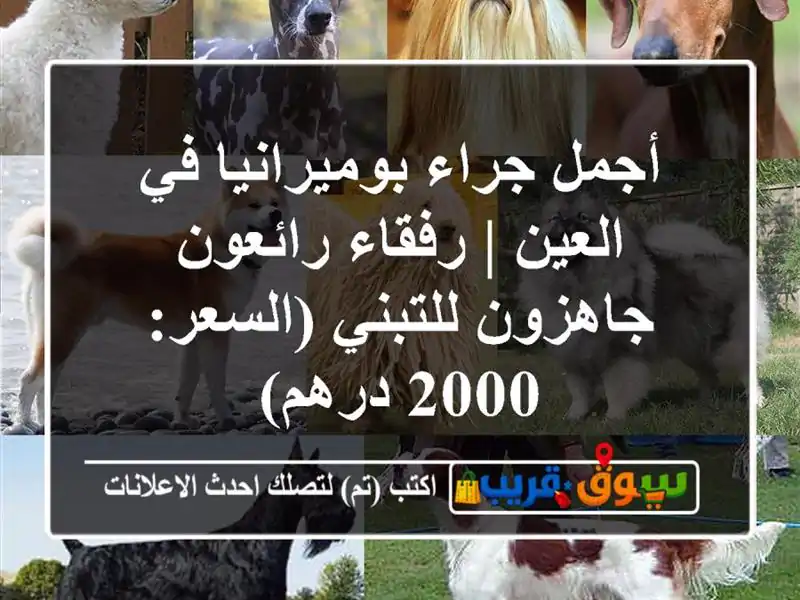أجمل جراء بوميرانيا في العين | رفقاء رائعون...