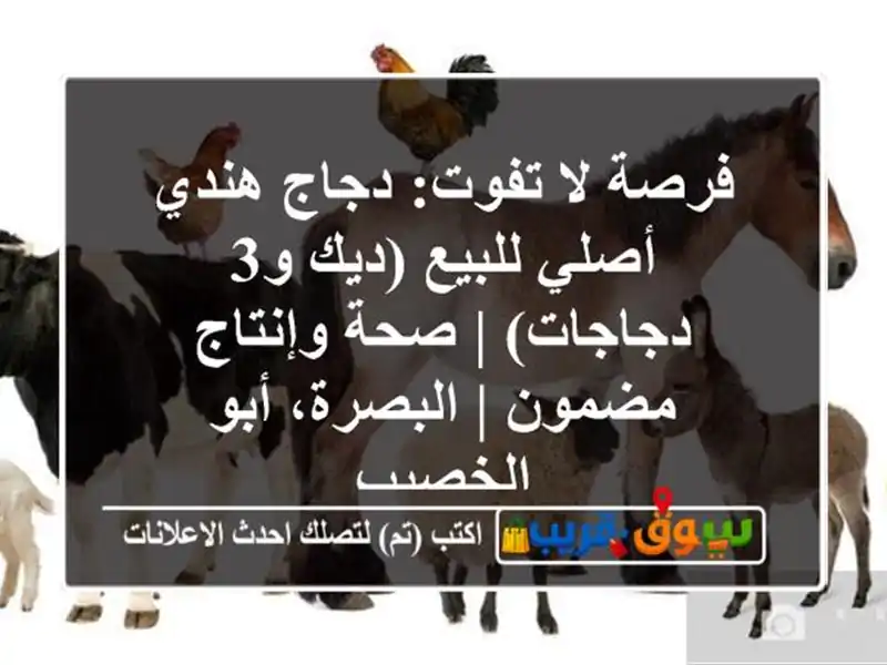 فرصة لا تفوت: دجاج هندي أصلي للبيع (ديك و3 دجاجات) |...