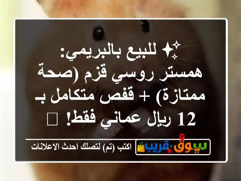 ✨ للبيع بالبريمي: همستر روسي قزم (صحة ممتازة) +...