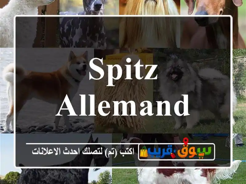 spitz Allemand
