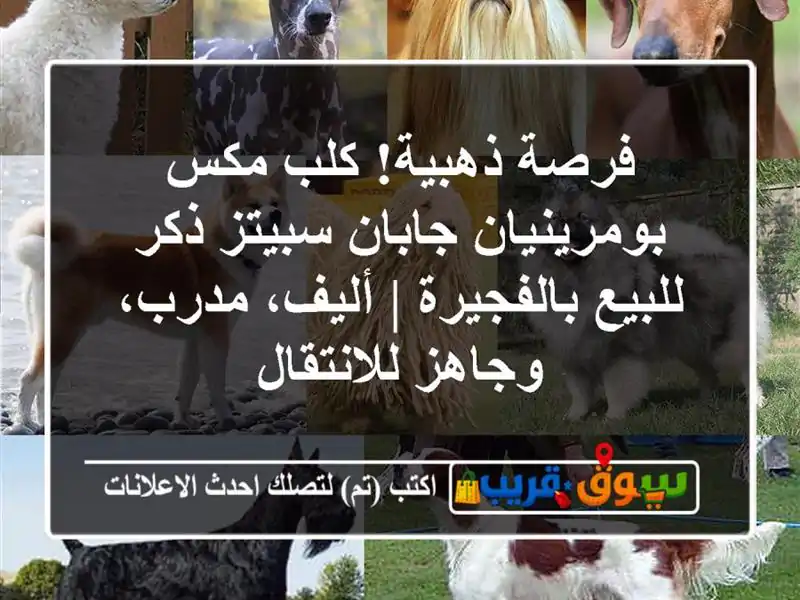 فرصة ذهبية! كلب مكس بومرينيان-جابان سبيتز ذكر...