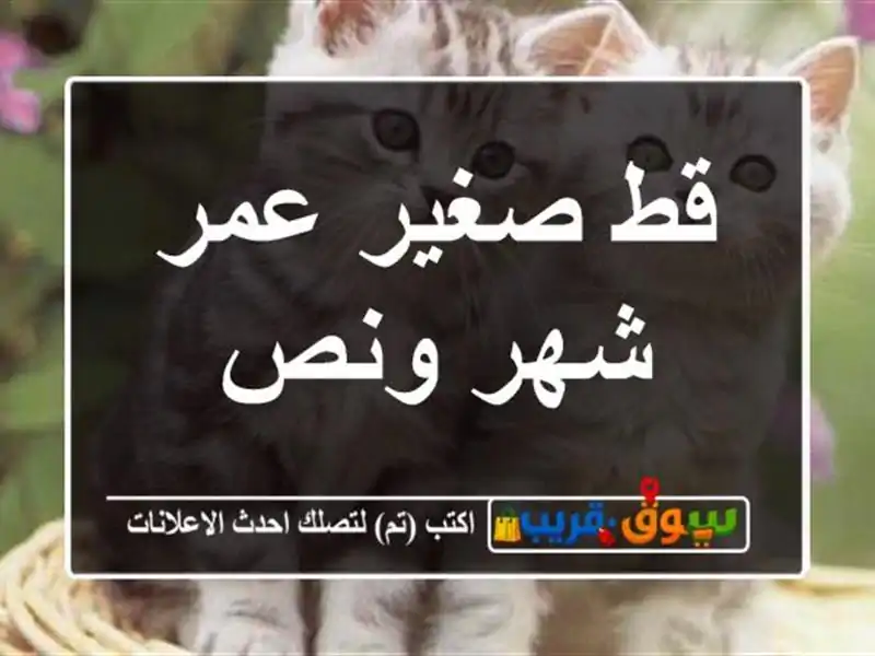 قط صغير عمر شهر ونص