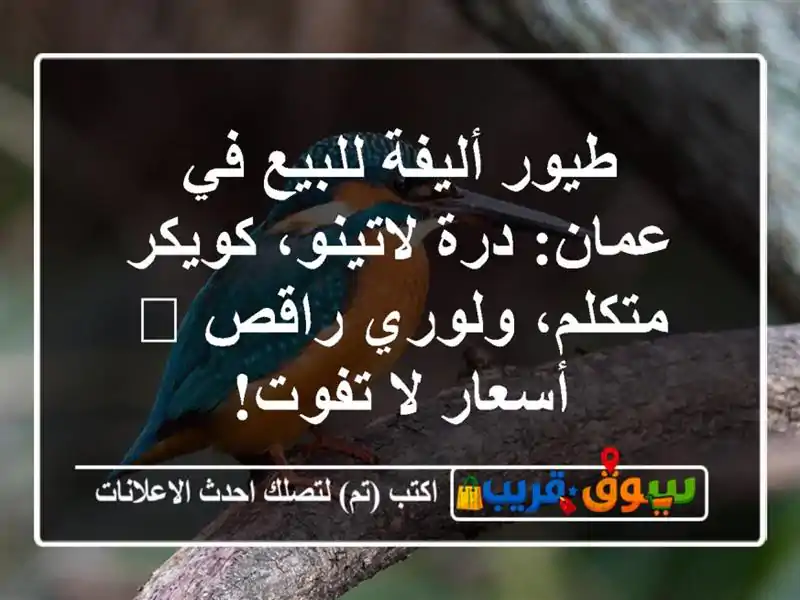 طيور أليفة للبيع في عمان: درة لاتينو، كويكر...