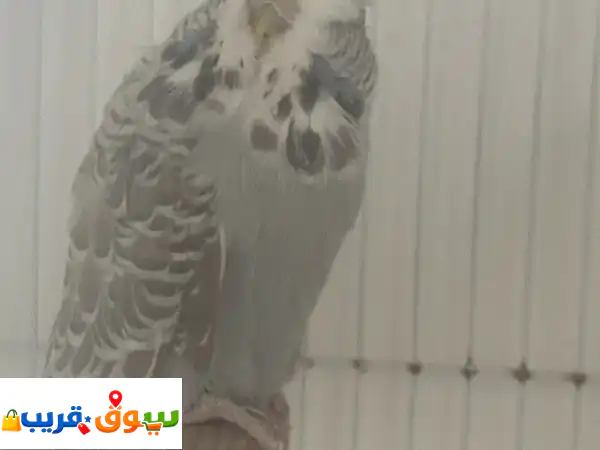 ببغاء بادجي إنجليزي فاخر للبيع: جودة عالية،...