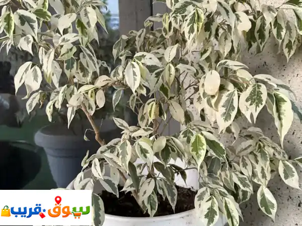 Plants for sale