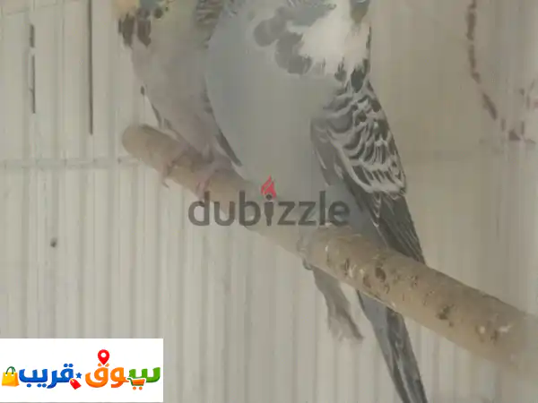 ببغاء بادجي إنجليزي فاخر للبيع: جودة عالية، ألوان ساحرة | رفيقك الأليف المثالي