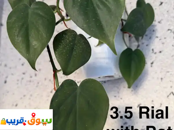 Plants for sale